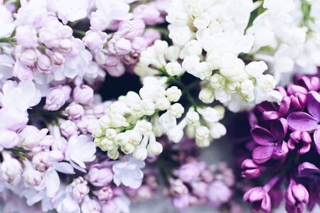 Beautiful spring flowers lilac texture background. Syringa vulgaris. Copy spaceの写真素材