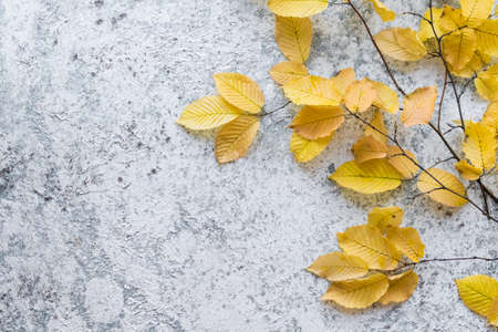Bright yellow autumn leaves on grey background with copy space for text. Beautiful autumn frame. Top view.の写真素材