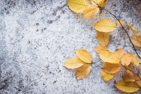 Bright yellow autumn leaves on grey background with copy space for text. Beautiful autumn frame. Top view.の写真素材