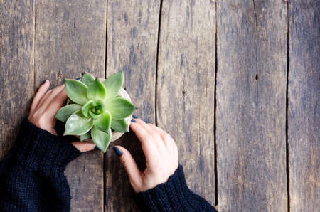 Female hands with green rosette flowering plant echeveria succulent. Top view. Copy space.の写真素材
