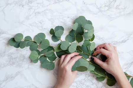 Florist hands make eucalyptus bouquet. Florist workplace background. Eucalyptus branches, tools set on marble table. Floristry, Decorator, diy, craftsmanship concept. Top view.の写真素材