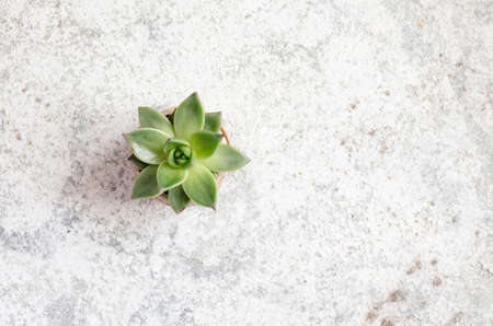 Pastel green rosette flowering plant echeveria succulent. Top view. Copy space.の写真素材