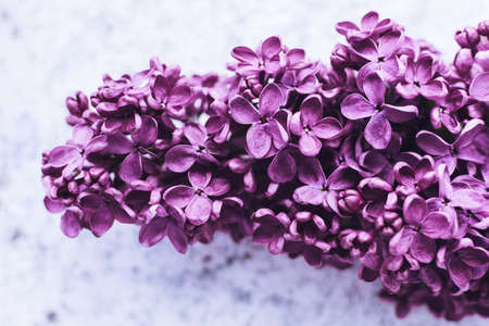 Beautiful spring flowers lilac texture background. Syringa vulgaris. Happy Mother's Day greetings card. Copy space.の写真素材