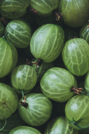 Gooseberry texture, a crop of ripe gooseberries. Fresh gooseberries dark background.の写真素材