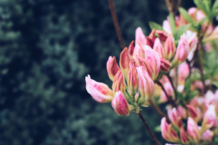 Beautiful flowers background with space for your textの写真素材