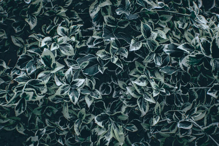 Closeup green leaves background, Overlay fresh leaf pattern, Natural foliage textured and backgroundの写真素材