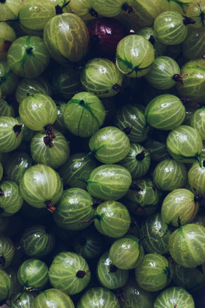 Gooseberry texture, a crop of ripe gooseberries. Fresh gooseberries dark background.の写真素材