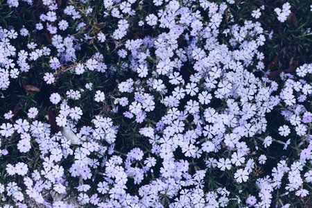 Beautiful flowers Phlox subulata in the garden. Emerald Cushion Blue. Lavender purple color.の写真素材