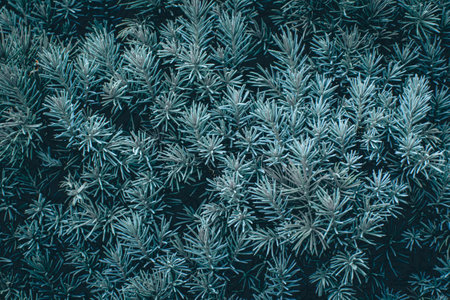 Green branches of a pine tree close-up, short needles of a coniferous tree close-up background textureの写真素材