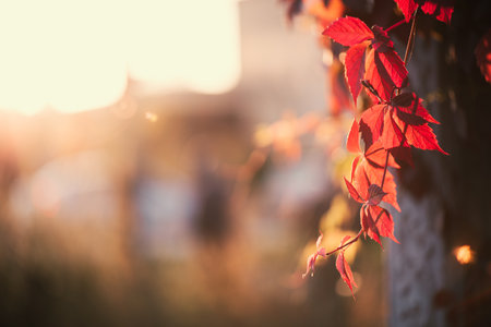 Red and orange autumn leaves backgroundの写真素材