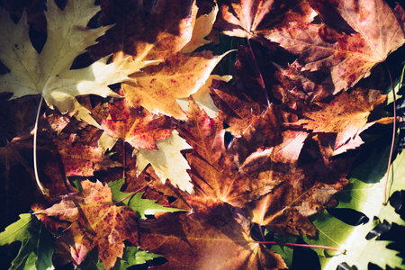 Red and orange autumn leaves background