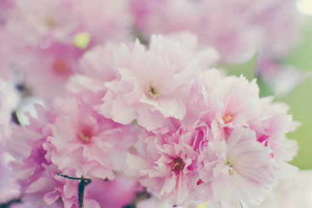 Selective focus of beautiful branches of pink Sakura flowers during spring season