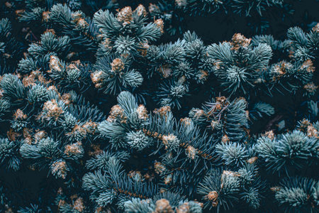 Green branches of a pine tree close-up, short needles of a coniferous tree close-up background textureの写真素材