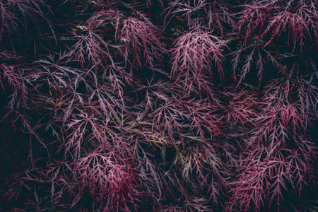 Red foliage of the weeping Laceleaf Japanese Maple tree Acer palmatum