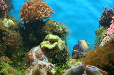 beautiful aquarium