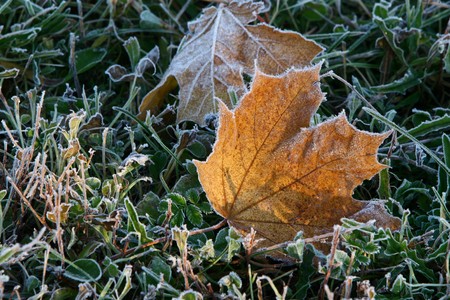 Hoar-frost. Leafの写真素材