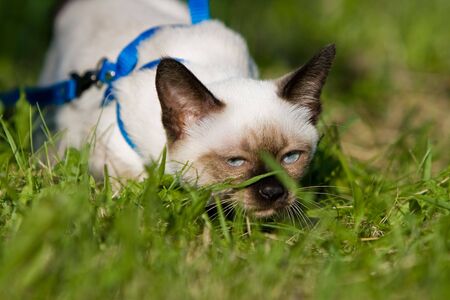 Siamese cat on grassの写真素材