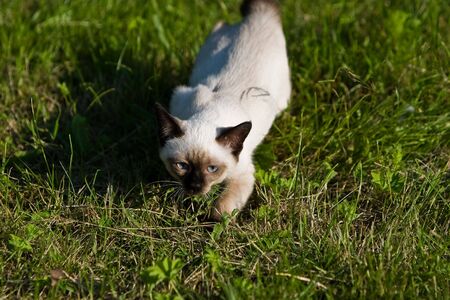 Siamese cat on grassの写真素材