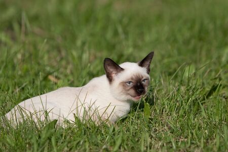 Siamese cat on grassの写真素材