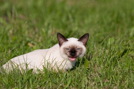 Siamese cat on grassの写真素材