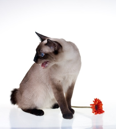 beautiful cat with a red flowerの写真素材