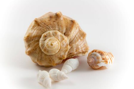 various shells are depicted on a white background