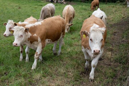Group of cows in a meadow with a green grass,の写真素材