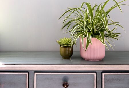 Home plants in colored different pots on green cabinet against pastel green colored wall. Home decor, home design, home decoration, plants banner. Stylish and modern Scandinavian room interiorの写真素材