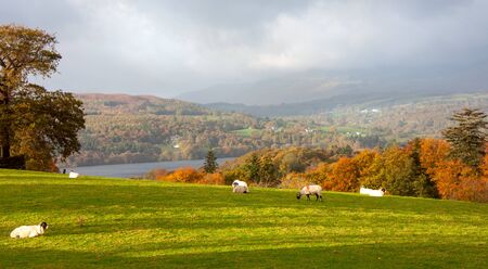 Beautiful colorful summer spring dramatic landscape with sheep in the mountain village. Mental...