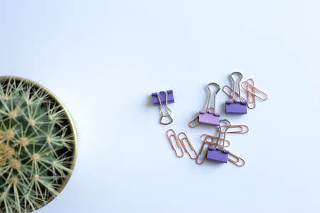 Home plant in soft focus and clips. Stationery flat lay. Back to school. White backgroundの写真素材