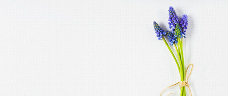 Romantic elegant bunch of spring flowers on white background. Pastel blue spring flowers muscariの写真素材