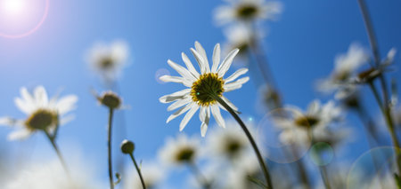 Spring summer flowers on blue sky background with sun. Sunny day, white daisiesの写真素材