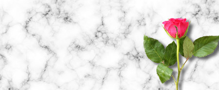 Single close up red rose on abstract marble background. Beautiful one flower over white grey backgroundの写真素材