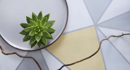 styled home decor, green home plant, porcelain plate on pastel yellow white background. flat lay top view. Horizontal border, place for textの写真素材