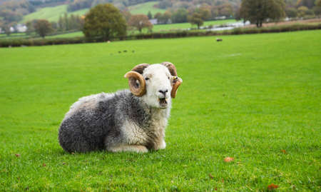Sheep resting in a green grass field. Mature sheep with horns. The UKの写真素材