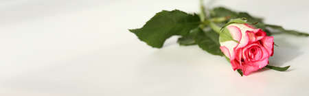 Single pink rose flower on white background. Golden frame as mock upの写真素材