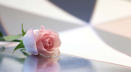 Beautiful pink flower on white background. Single rose on pastel backgroundの写真素材