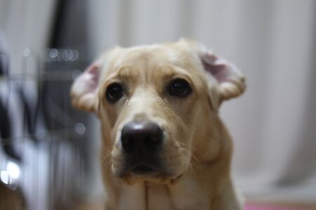 like a Rea princess of the movie Starwarsの写真素材