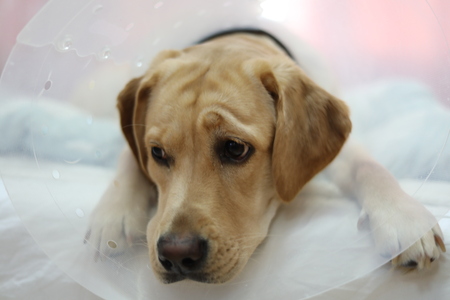 sleepy labradorの写真素材