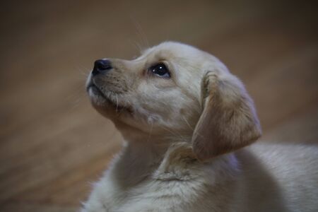 baby labradorの写真素材