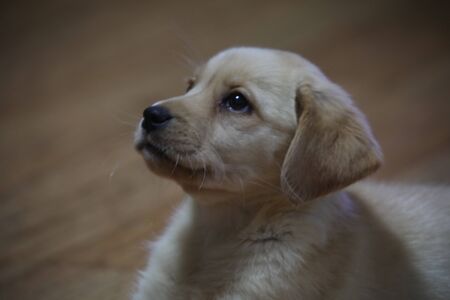 baby labradorの写真素材
