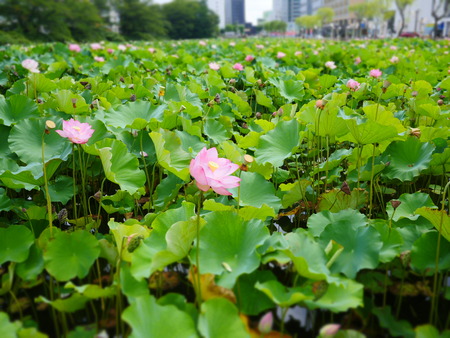 Shot of beautiful nature landscape in Japanの写真素材