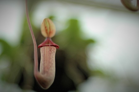 shot of exotic flowers, plants, trees, sculptures inside Singapore Garden by the Bayの写真素材