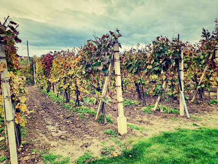 Vineyard in autumn season. Filtered image processed vintage effect.の写真素材