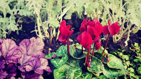 Red cyclamen flowers in the garden - vintage effect style pictures.の写真素材