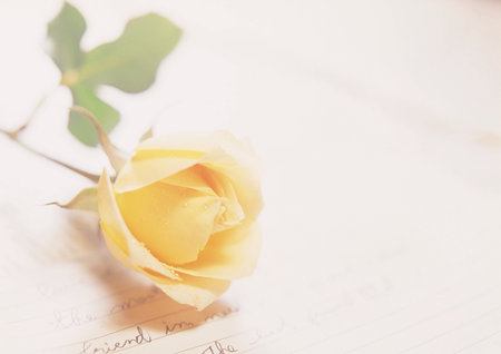 Yellow rose on the background of the old letter. Vintage style.の写真素材
