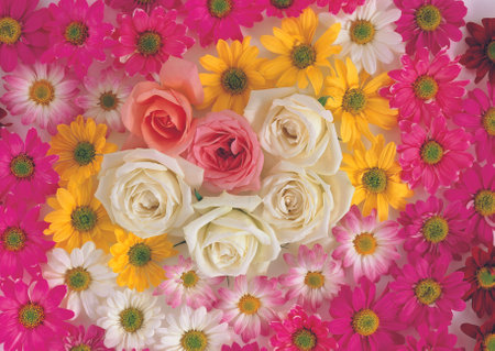 Colorful daisies, roses and daisies on a pink backgroundの写真素材