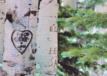 Heart shape on the tree in the forest, closeup of photoの写真素材