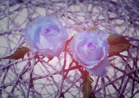 Vintage roses on a light background. toning. selective focusの写真素材