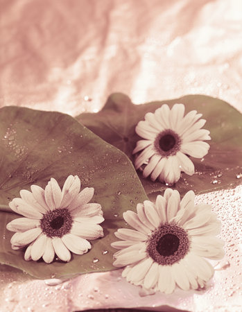 Gerbera flower on water drop with filter effect retro vintage style